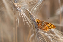 Dostojka latonia.