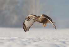 Buteo lagopus