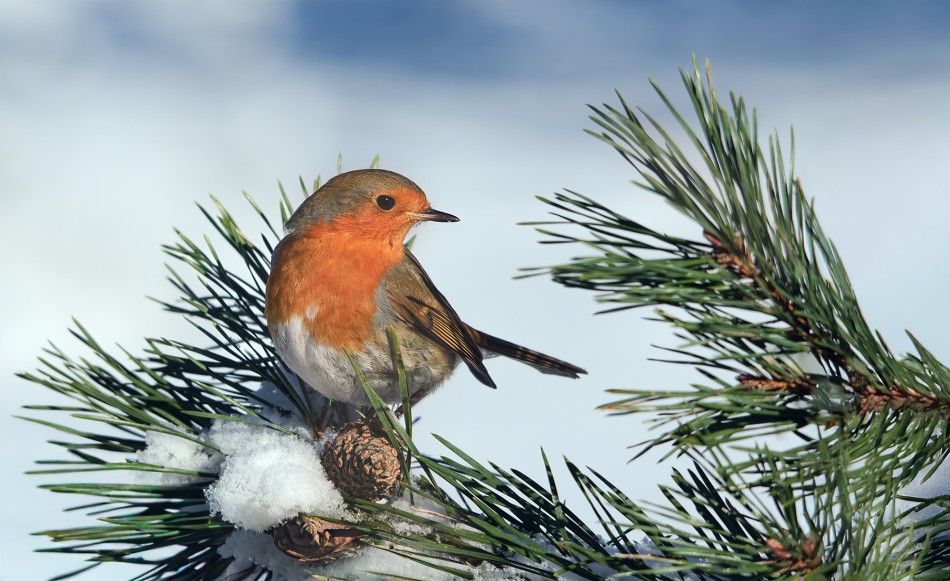 roman53 - Rudzik. . Zdjęcie 337598