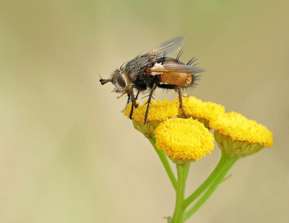 keni - Gymnosoma spp. . Zdjęcie 317002