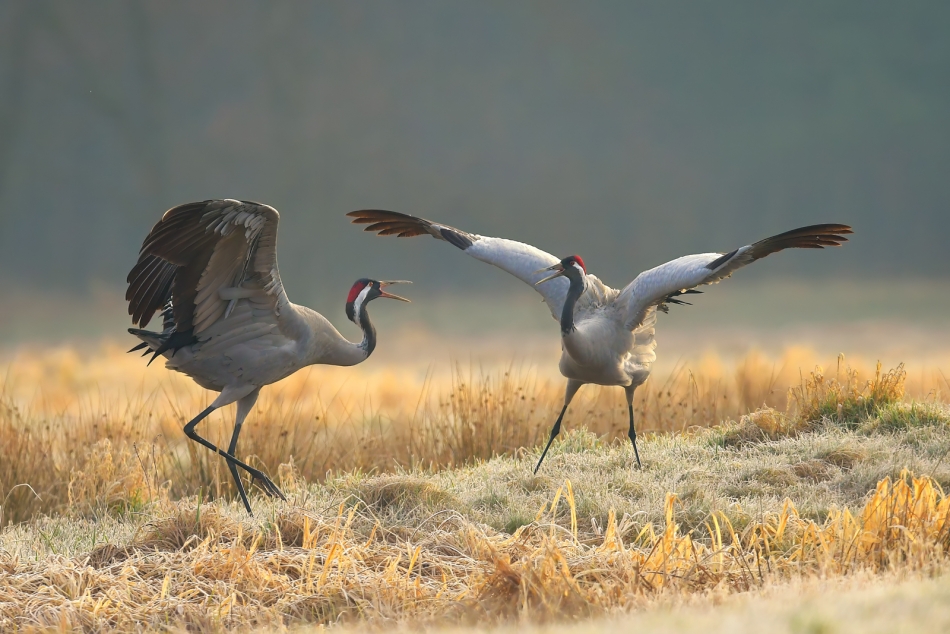 Zaloty. Pe. Zdjęcie 336944