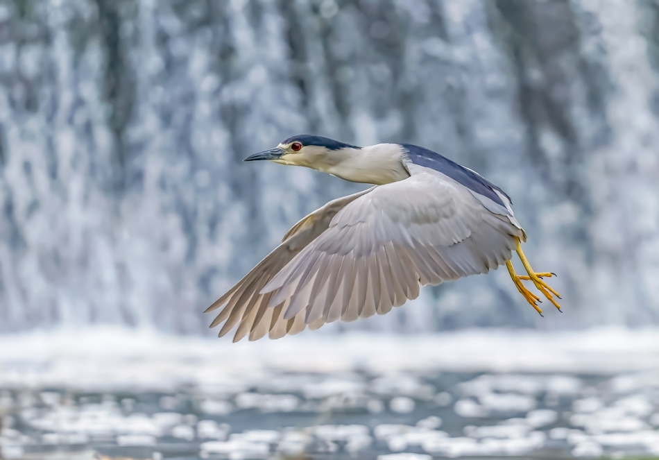 amigamedia - Lotnik. Ślepowron (Nycticorax nycticorax) Przyroda naszego regionu - Skoczów. Sony ILCE-7M3+Sony SEL200600G FE 200-600mm f/5.6-6.3 G OSS - Przysłona: f/6,3; Czas ekspozycji: 1/1000 s; ISO: 1600; Ogniskowa: 441 mm.. Zdjęcie 322563