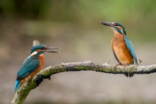 Alcedo atthis