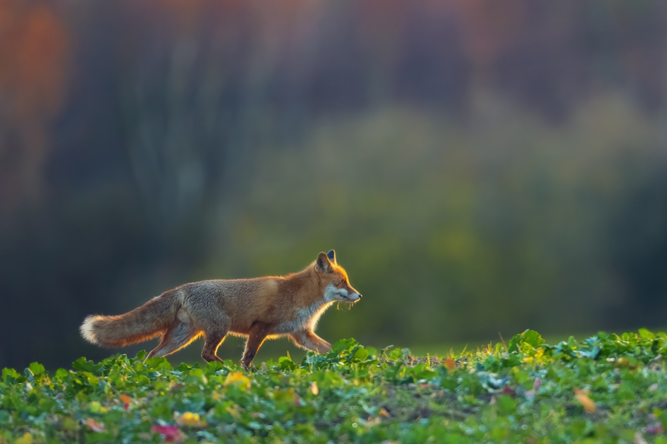 pablo77 - Rudy. . Zdjęcie 336968