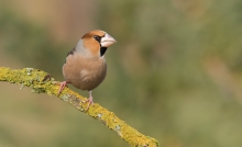 Grubodziób (Coccothraus...