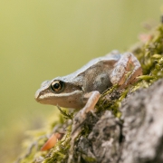 złotooka 