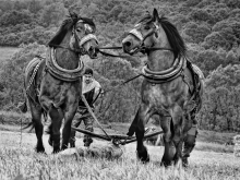 Farmer