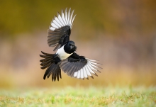 Sroka, Eurasian Magpie ...
