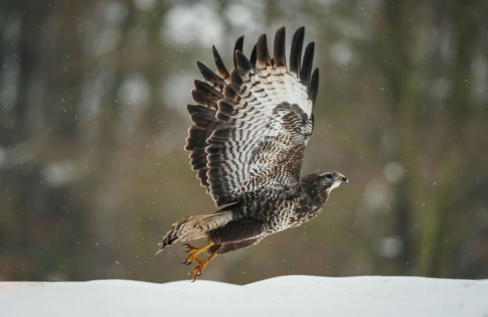 amigamedia - Odlotowy start. Myszołów (Buteo buteo ) Przyroda naszego regionu - Czyżowice. Sony ILCE-9+Sony SEL200600G FE 200-600mm f/5.6-6.3 G OSS Przysłona: f/6,3; Czas ekspozycji: 1/2000 s; ISO: 2500; Ogniskowa: 400 mm.. Zdjęcie 309950