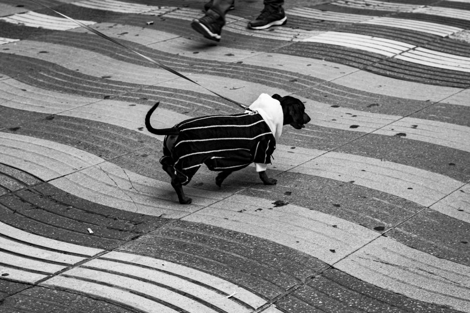 wiedzma - Spanish dog. La Rambla, Barcelona. Zdjęcie 329112