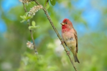 Dziwonia, Common Rosefi...