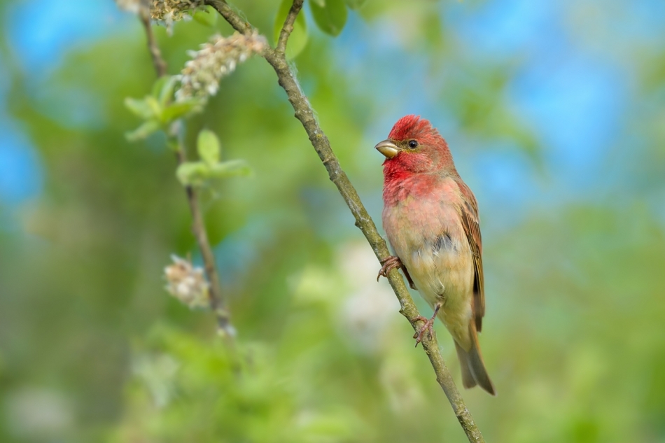 raftik - Dziwonia, Common Rosefinch (Carpodacus erythrinus) .... . Zdjęcie 321626