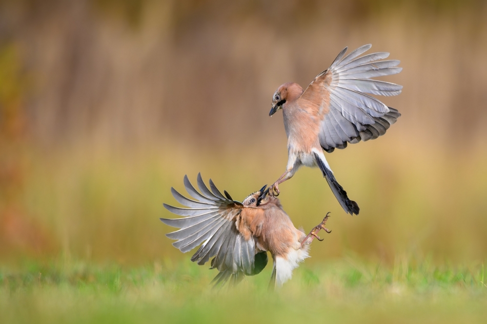 raftik - Sójki, Eurasian Jay (Garrulus glandarius) ... 2024r. . Zdjęcie 328176