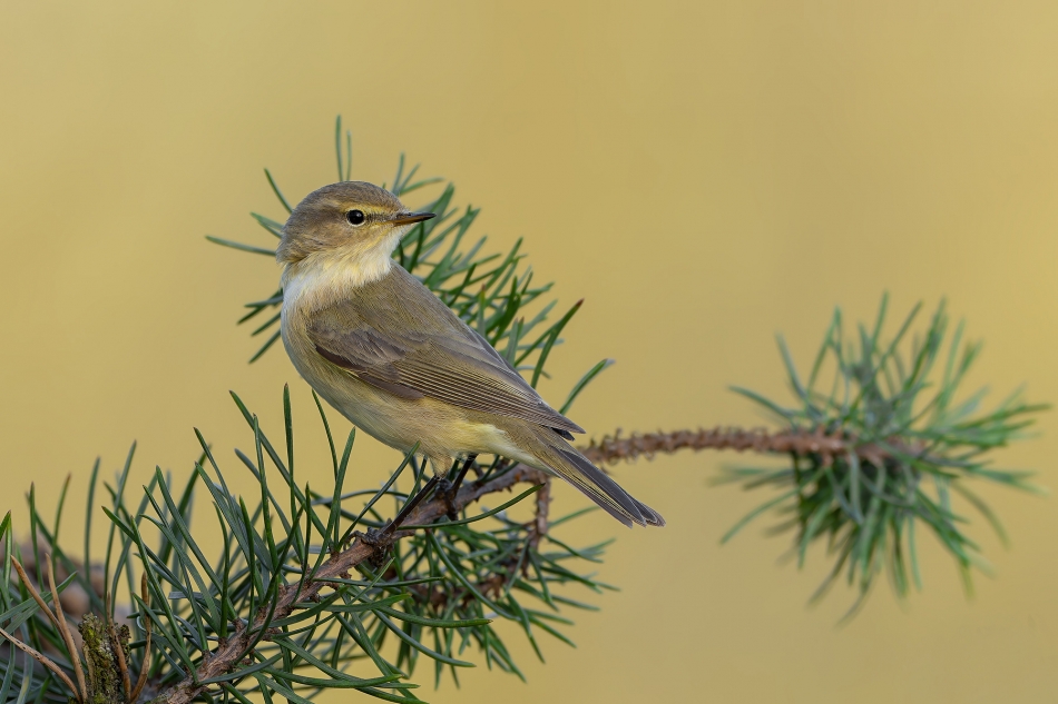 fotodam - Wiosna w pełni. Pierwiosnek (Phylloscopus collybita) . Zdjęcie 323392