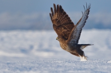 Buteo