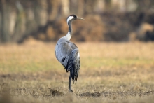 Wiosenny poranek /Żuraw