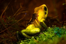 Samiec Phyllobates bico...