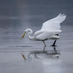 Czapla na śniadaniu