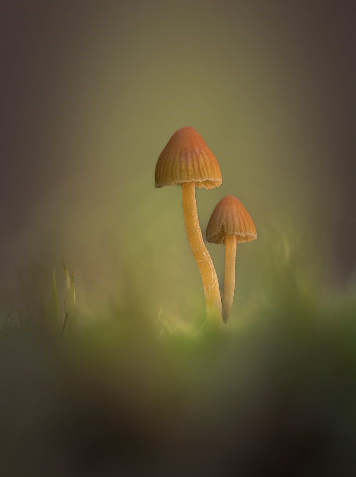 hubros - 2 fungi. . Zdjęcie 328024