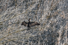 Śnieżny kormoran 