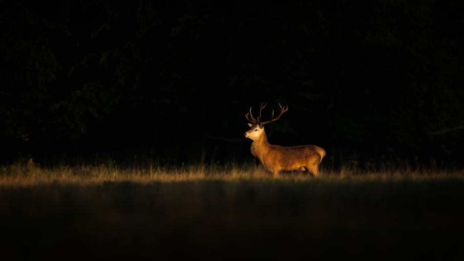 therion - Na linii światła. . Zdjęcie 336585