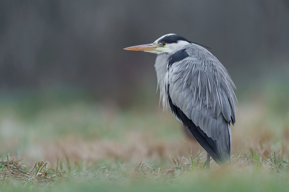 fotodam - Szpieg z krainy deszczowców . Czapla siwa. Zdjęcie 311543