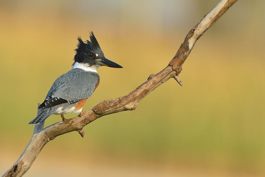 mundi - Belted Kingfisher. Rybaczek Popielaty Dla PatrykO w poziomie ;). Zdjęcie 104029