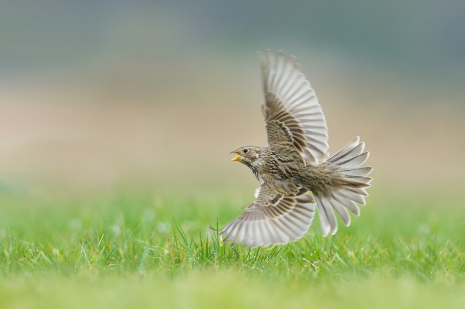 raftik - Potrzeszcz, Corn Bunting (Emberiza calandra) ...2019r. . Zdjęcie 247277