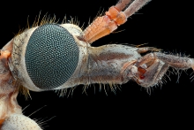 Extreme Macro