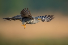 Kukułka, Common Cuckoo ...