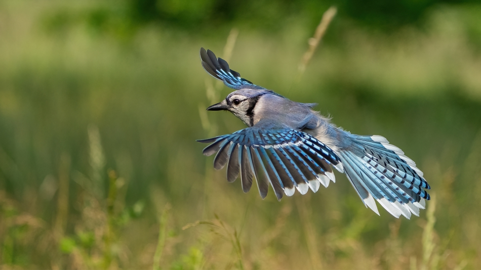 fotosc - . BLUE JAY. Zdjęcie 315833
