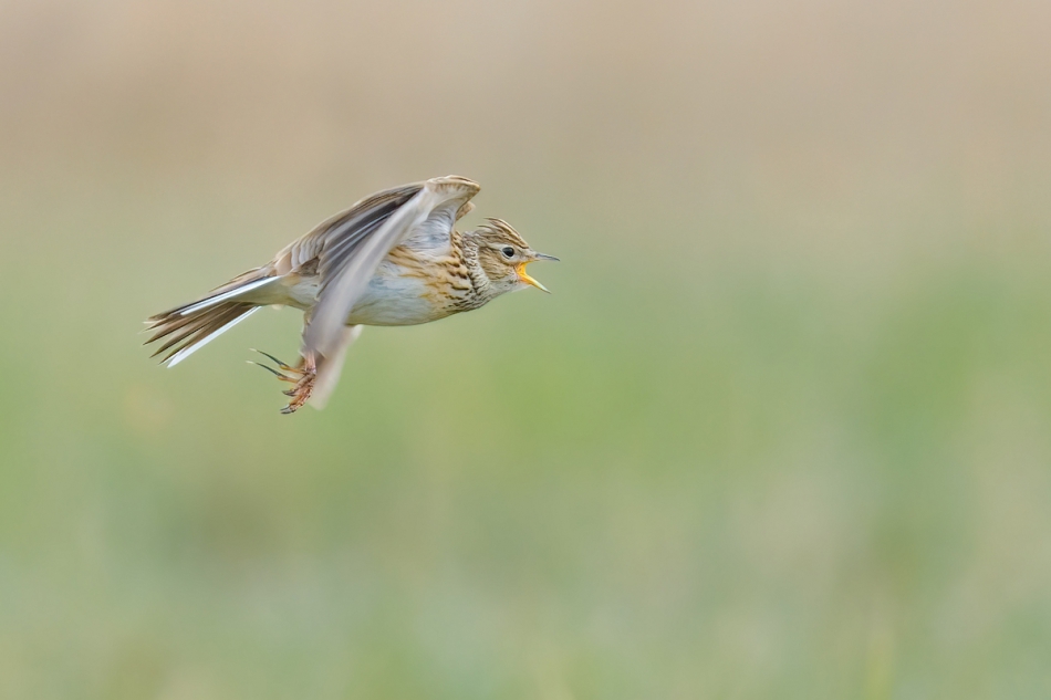 raftik - Skowronek, Sky Lark (Alauda arvensis) ... 2022r. . Zdjęcie 300677