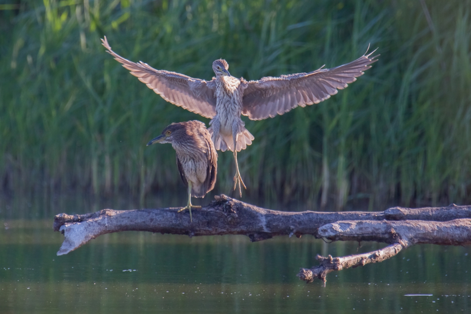 . ślepowron juv.   . Zdjęcie 272082