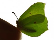 Mój cytrynek