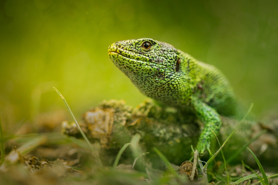 elwisek88 - Portret zwinki . . Zdjęcie 330236