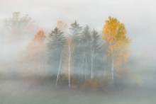 Spirit Of The Mist...