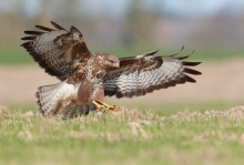 Landing