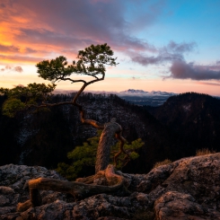 Nawet drzewa odchodzą...