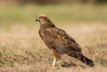 Błotniak stawowy