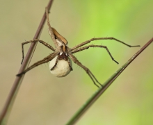 Darownik przedziwny ( P...