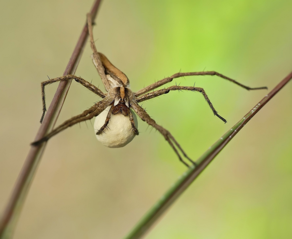 keni - Darownik przedziwny ( Pisaura mirabili ). PE proszę.. Zdjęcie 316480