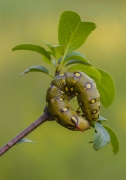 Grubaska 