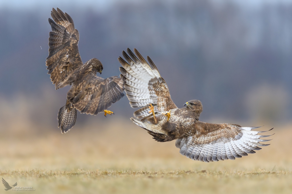 raftik - Myszołowy, Common Buzzard (Buteo buteo) .... . Zdjęcie 312886