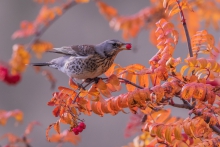 kwiczoł (Turdus pilaris)
