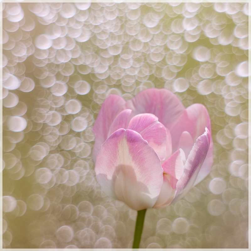 adestroyer - Pantulip. . Zdjęcie 118730