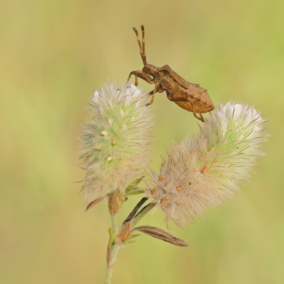 keni - Wtyk straszyk (Coreus marginatus). PE. Zdjęcie 334478