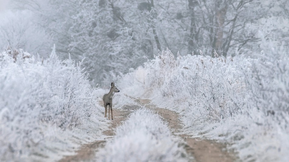 meczata - Zagubiony w bieli. Komu mało zimy zapraszam na PE :). Zdjęcie 337722