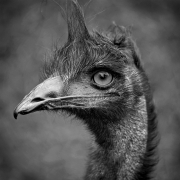 emu
