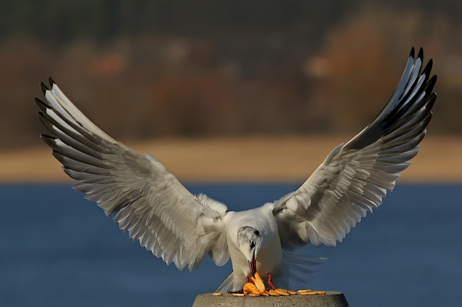 keni - . Jest PE. Zdjęcie 166151