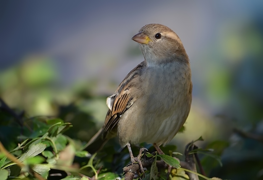 keni - . . Zdjęcie 119582